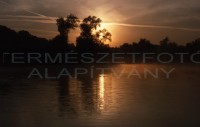 hajnal