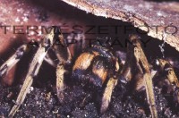 Macro fotók